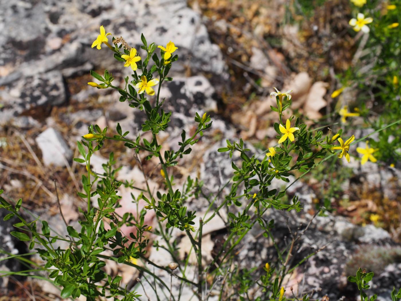 Jasmine, Wild plant